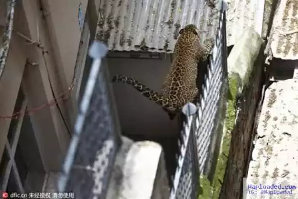 Photos: Wild Leopard escapes from zoo, wanders on the streets of Nepal
